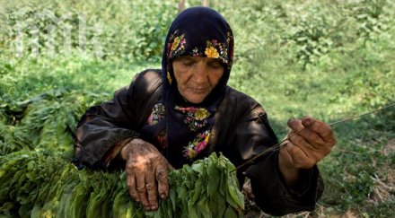 земеделското министерство обеща субсидия тютюнопроизводителите