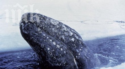 кит размерите автобус удари сърфист