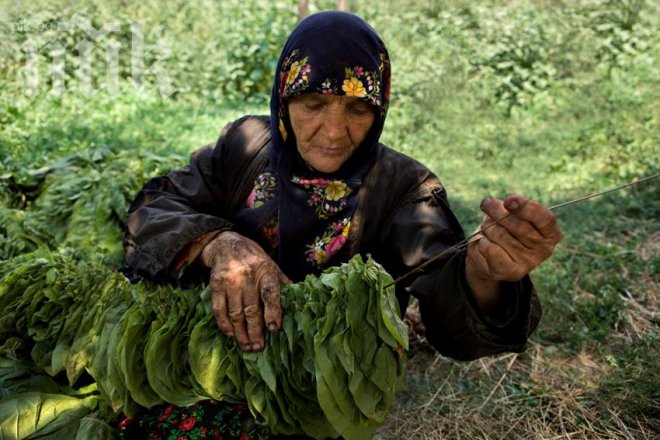 Земеделското министерство обеща субсидия за тютюнопроизводителите
