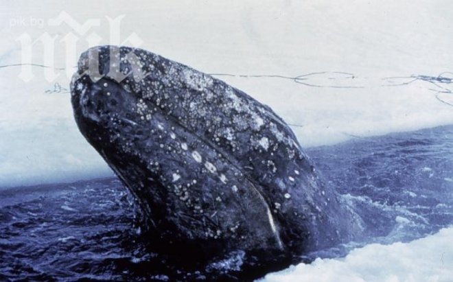 Кит с размерите на автобус удари сърфист