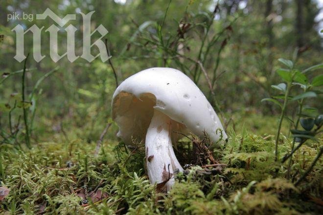 Младоженци се натровиха с гъби, жената е в тежко състояние