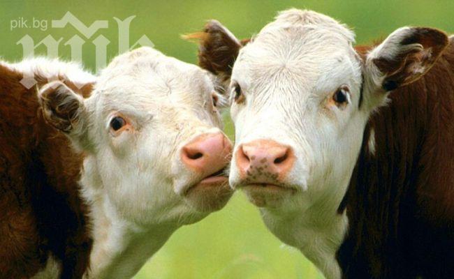 Няма да намаляват субсидиите на животновъдите


