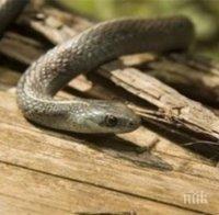 Бум на ухапвания от змии в началото на лятото