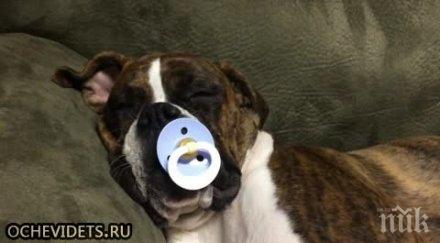 кучешки живот лекари извадиха биберона булдог