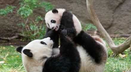 пандите зоопарка москва слушат гласа путин