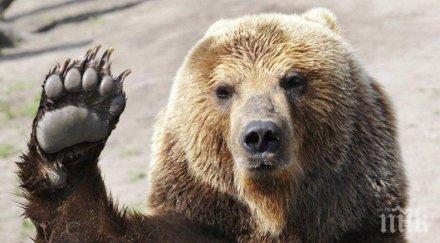 сръбска мечка плаши белоградчик