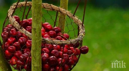 празника черешата отбелязват кюстендил