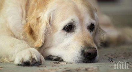 уникално проучване кучешките очи манипулират хората