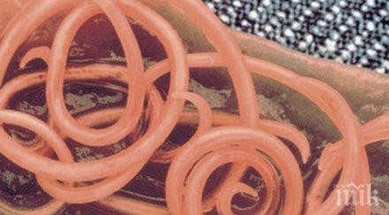 опасно бум глисти благоевград кърджали