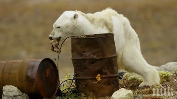 ШОК: Гладна мечка броди в Норилск (ВИДЕО)