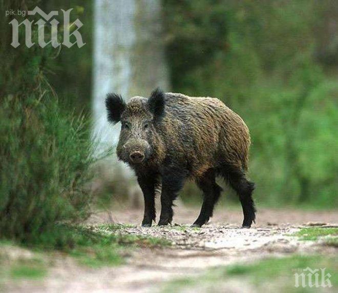 ПРЕДИ ОТСТРЕЛА: Обследват дивите свине за африканска чума