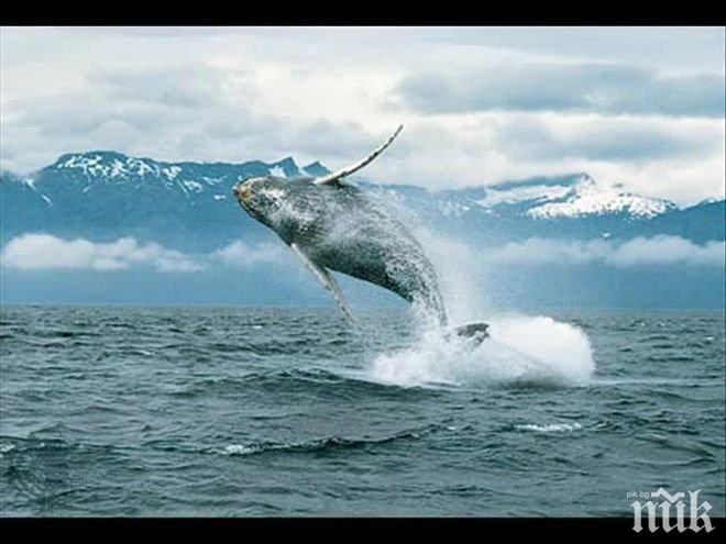 В РУСИЯ: Спасяват от търговци пленени косатки