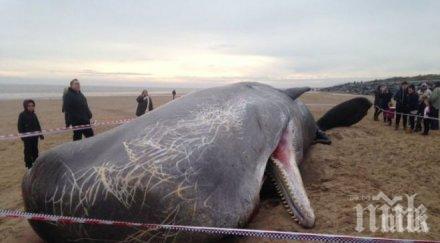 Женски кашалот и бебето му се оплетоха в мрежи до смърт
