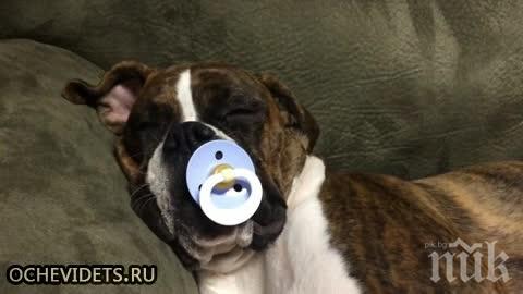 КУЧЕШКИ ЖИВОТ: Лекари извадиха 19 биберона от булдог
