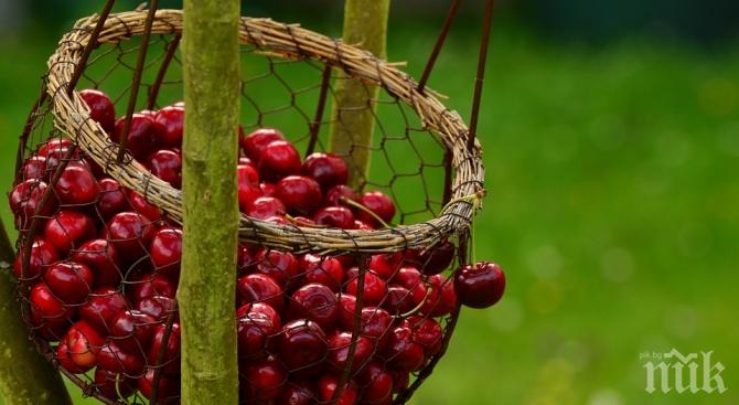 Празника на черешата отбелязват в Кюстендил