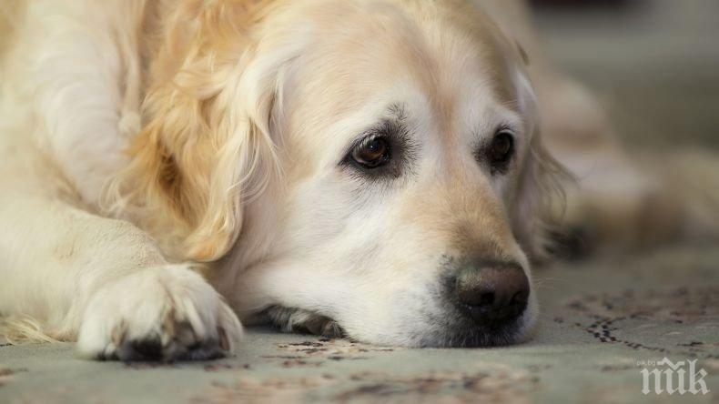 Уникално проучване: Кучешките очи манипулират хората 