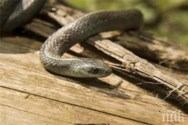 Змии плъзнаха из улиците на Варна, хората звънят на ловци на влечуги