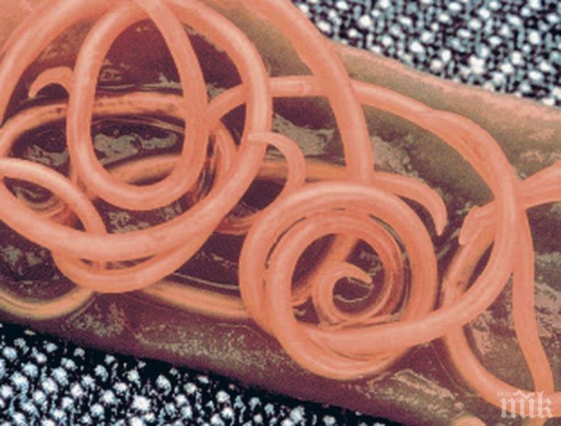 Опасно: Бум на глисти в Благоевград и Кърджали