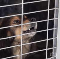 Няма обвинен за разкъсаното от куче дете в Кърджалийско