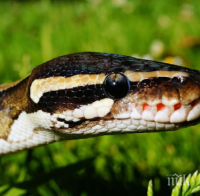 3-метров питон уби стопанина си