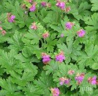 Тези растения ще ви пазят от кърлежите