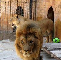Лъвът Симба от варненския зоопарк днес е рожденик


