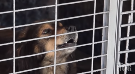 обвинен разкъсаното куче дете кърджалийско