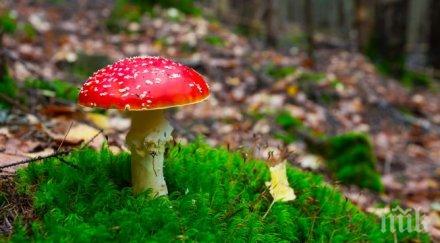 опитна гъбарка набра мухоморки озова пловдивска болница