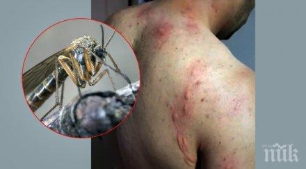 комари мутанти нападат крайбрежието дунав