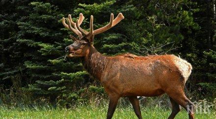бракониери убиха два елена силистренско