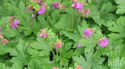 здравецът вековна чудодейна билка действа страхотно сърцето