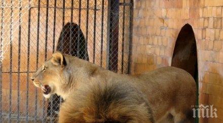 лъвът симба варненския зоопарк рожденик