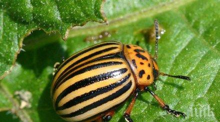 напаст бръмбар унищожи огромни части гора солун