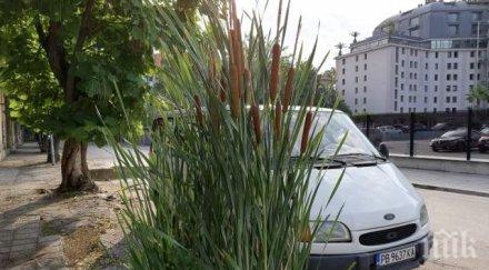 пловдив заприлича блато папур изкласи тротоарите снимки