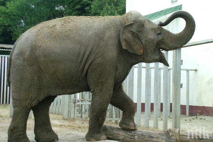 Слон нападна и рани тежко пазач в канадски зоопарк
