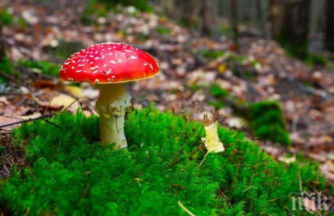 Опитна гъбарка си набра мухоморки и се озова... в пловдивска болница