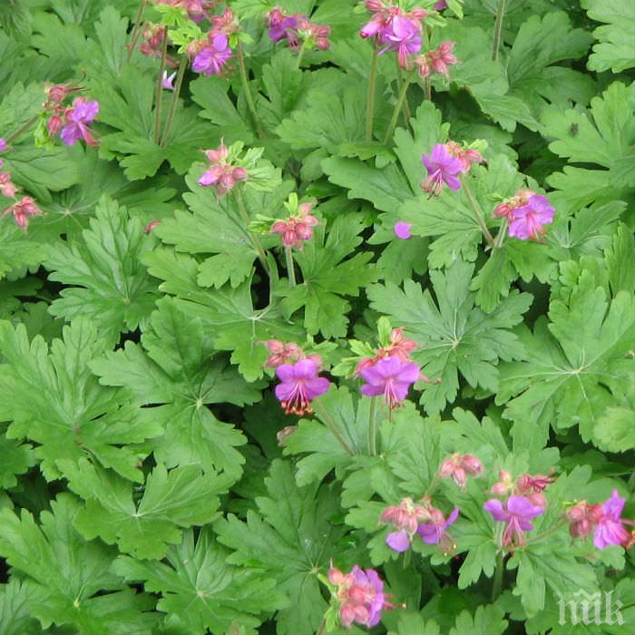 Здравецът - вековна чудодейна билка, действа страхотно на сърцето