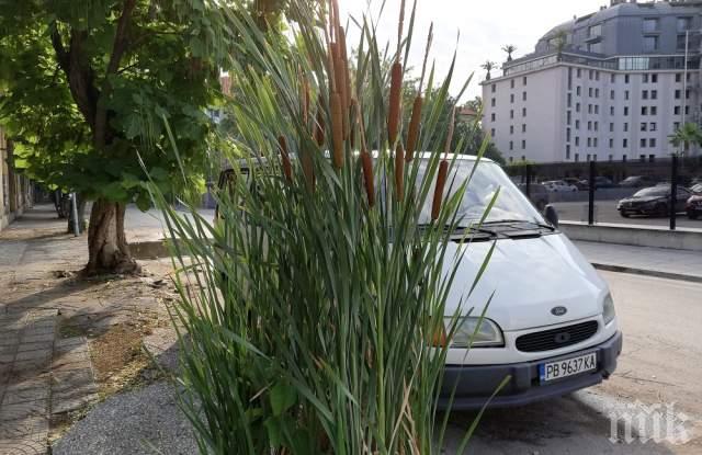 Пловдив заприлича на блато - папур изкласи по тротоарите (СНИМКИ)