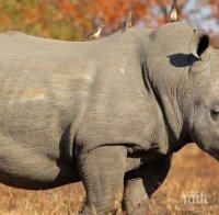 Рядък черен носорог умря, докато го превозваха към Африка