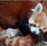 Червена панда се роди в германска зоологическа градина 