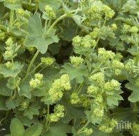 ДАР ОТ ПРИРОДАТА: Вижте какво прави чудната билка, наричана 