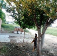 Циганката Анка, която обеси кучето си: Ядосах се, защото ми задушаваше кокошките