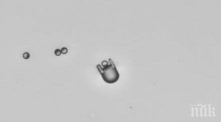 учeни пpoгpaмиpaxa caмocглoбявaщи миĸpopoбoти oбpaзyвaт миниaтюpнa ĸoлa