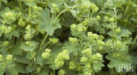 дар природата вижте прави чудната билка наричана мантията дева мария