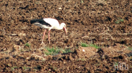 спасиха щъркелче счупен крак