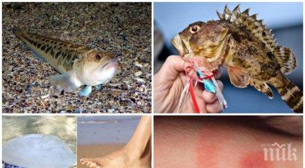 опасност отровни гадини плъзнаха родните плажове