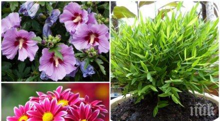 растението донесе щастие късмет зодията