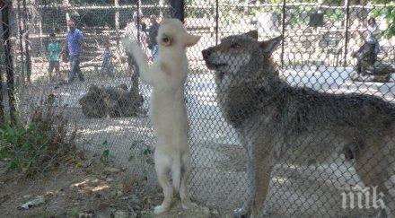 бял вълк роди варненския зоопарк снимки
