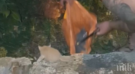 семейство спаси котки завързани чувал