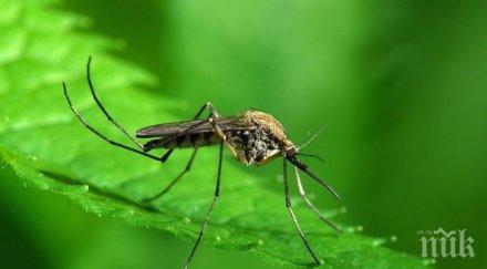 нашествие комари дунав